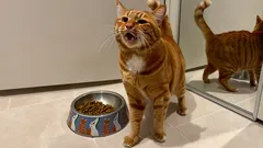 How to read cat body language and sounds so you understand what your cat wants