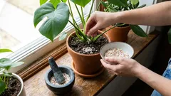 From Trash to Treasure: Easy Ways to Reuse Kitchen Scraps at Home and in the Garden